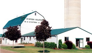 McIntosh Holsteins